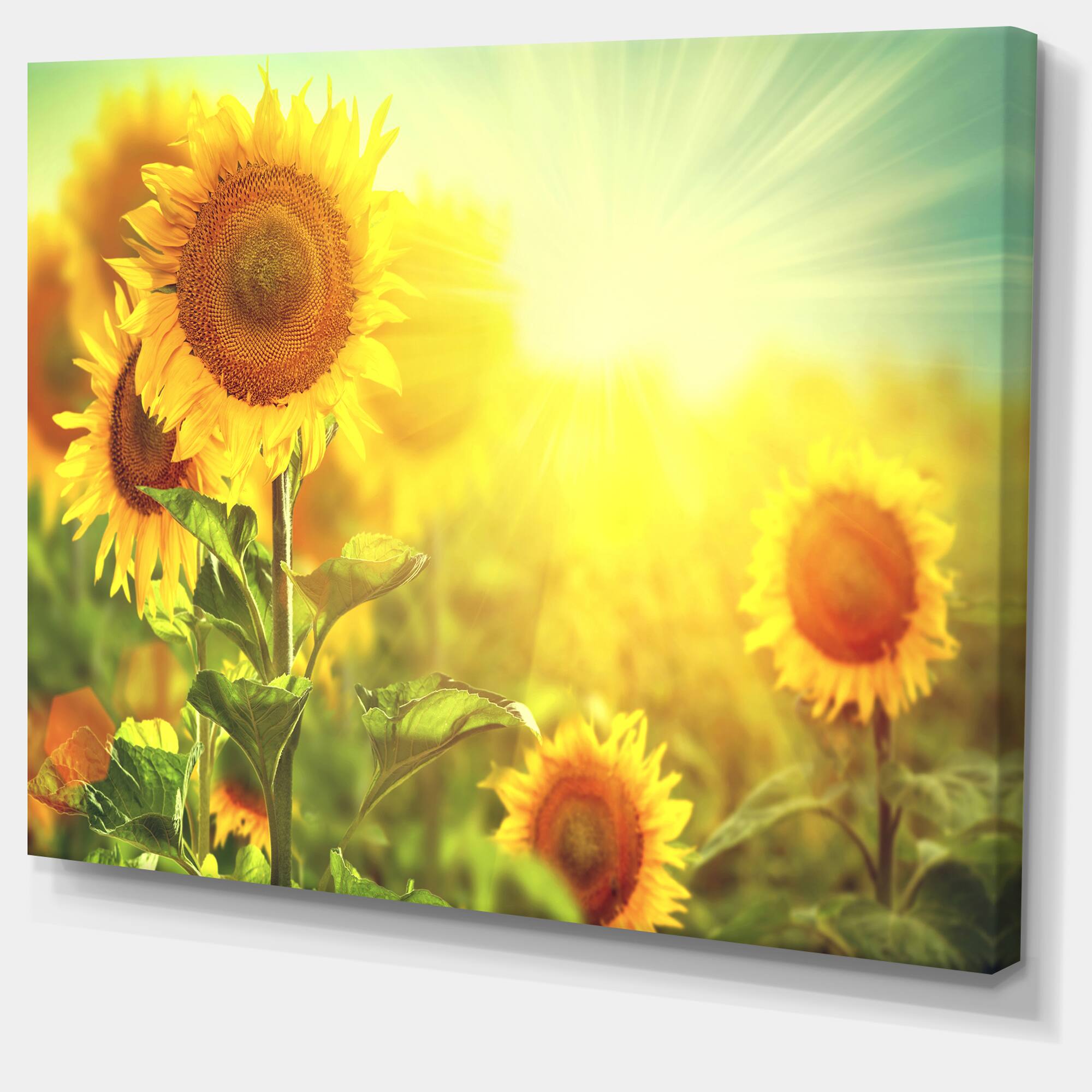 Designart - Sunflowers blooming on the field